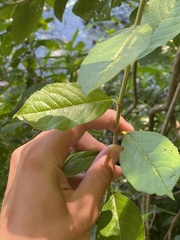 Aronia arbutifolia