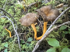 Craterellus lutescens