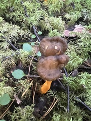 Craterellus lutescens