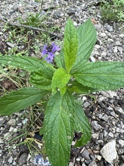 Verbena