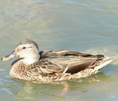 Anas platyrhynchos
