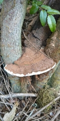Ganoderma applanatum