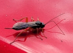Pimpla
