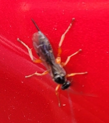 Pimpla