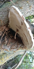 Ganoderma applanatum