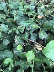 Euonymus fortunei