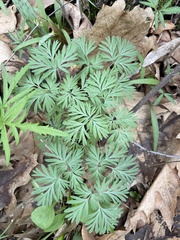 Dicentra cucullaria