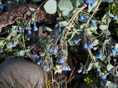 Mertensia maritima