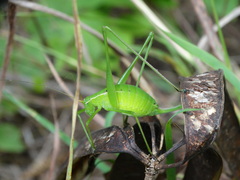 Planipollex pollicifer