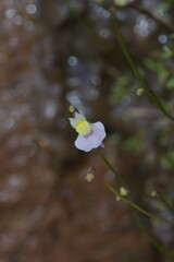 Utricularia bisquamata