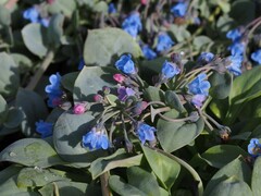 Mertensia maritima