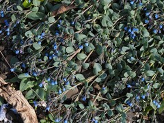 Mertensia maritima