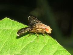 Eutreta noveboracensis