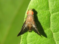 Eutreta noveboracensis