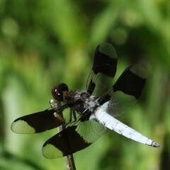 Plathemis lydia