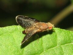 Eutreta noveboracensis