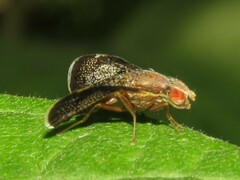 Eutreta noveboracensis