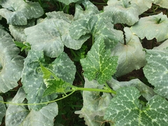 Cucurbita moschata