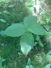Cypripedium reginae