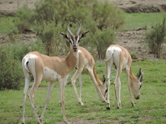 Soemmerring's Gazelle photo 5