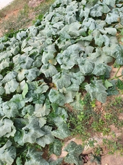 Cucurbita moschata