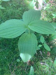 Cypripedium reginae