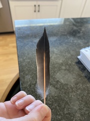 Colaptes auratus cafer