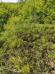Juniperus sabina