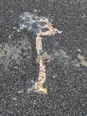 Agkistrodon contortrix