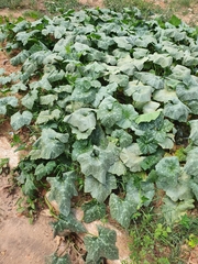 Cucurbita moschata