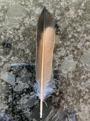 Colaptes auratus cafer