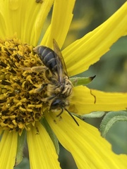 Andrena helianthi