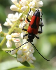 Stictoleptura cordigera