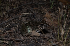 Lithobates sphenocephalus
