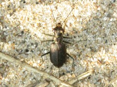 Cicindela punctulata