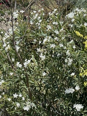 Myoporum parvifolium
