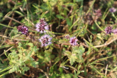 Mentha aquatica