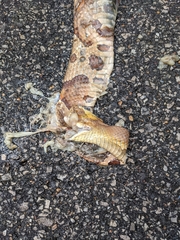 Agkistrodon contortrix