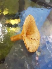 Lactarius thyinos