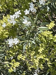 Myoporum parvifolium