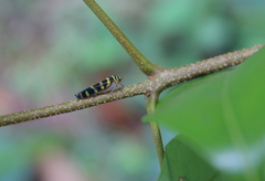 Dilobopterus quinquesignatus