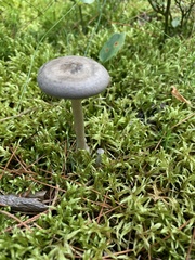 Amanita porphyria