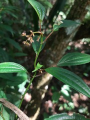 Miconia ciliolata