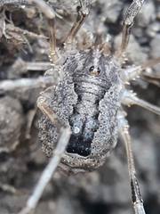 Odiellus spinosus