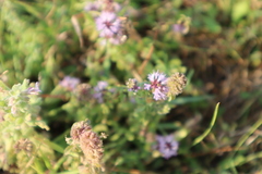 Mentha aquatica
