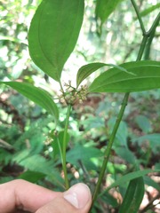 Miconia ciliolata