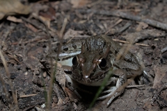 Lithobates sphenocephalus