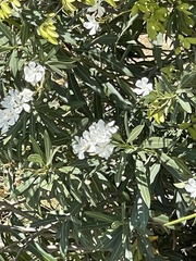 Myoporum parvifolium