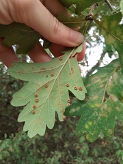 Neuroterus numismalis