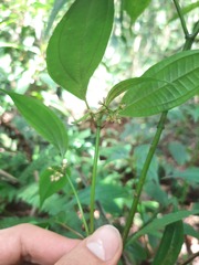 Miconia ciliolata